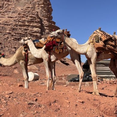 Camels in the desert